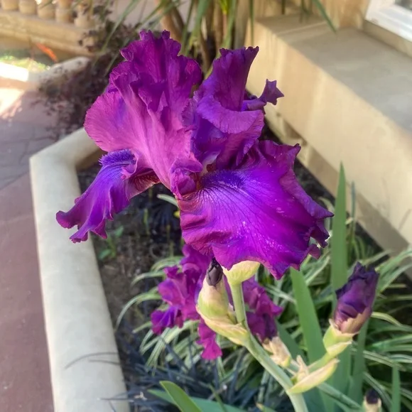 Estate Sale Contact if you are interested in Antique or Vintage HIGH END items! - Picture 5 of 17